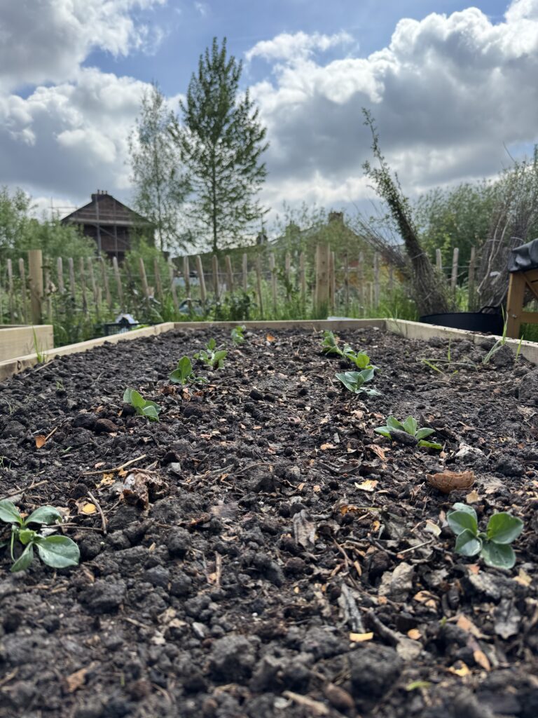 Picture of raised bed with new shoots or beans with urban garden in background