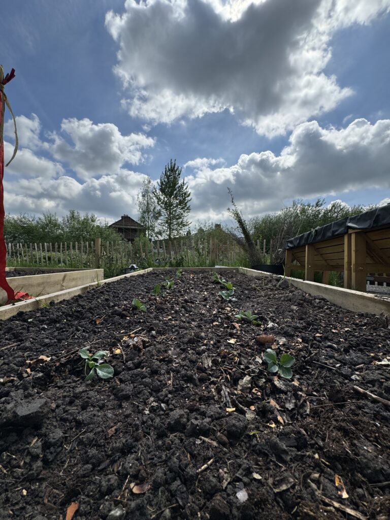 Picture of raised bed with new shoots or beans with urban garden in background